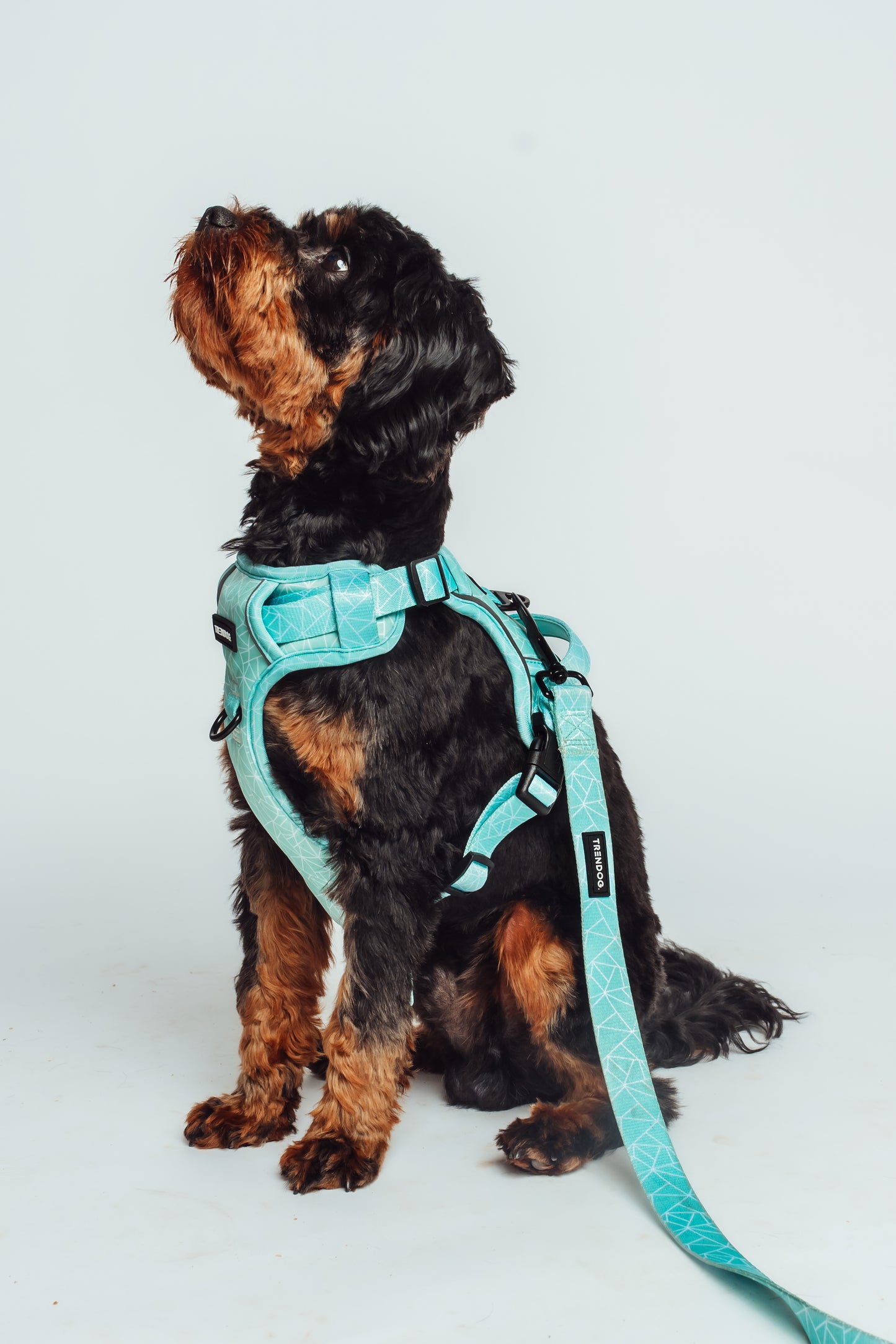 Aqua-Cadabra Dog Lead | Durable and Trendy