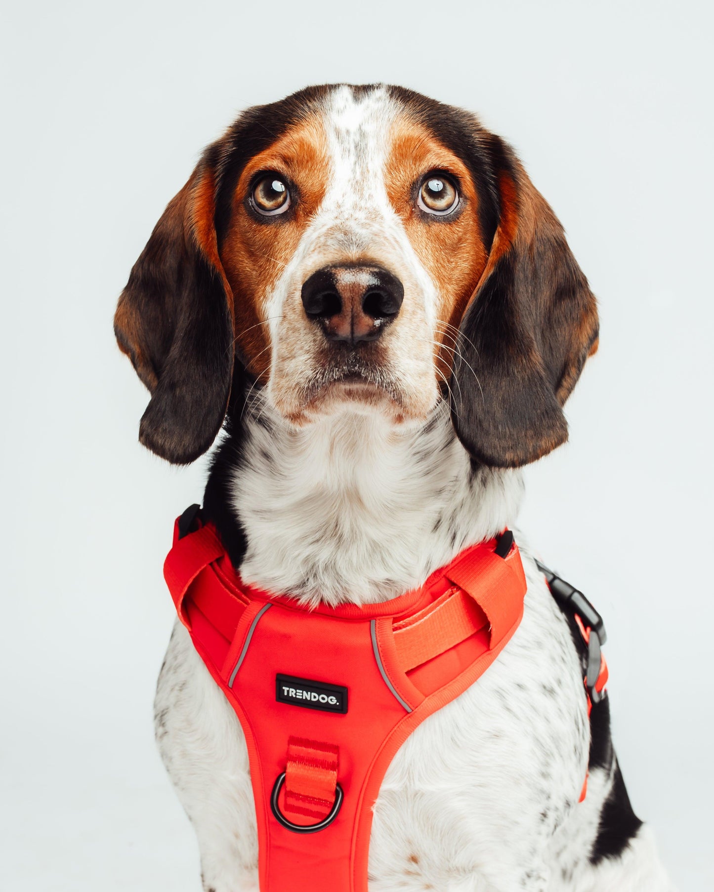 Firestorm Adjustable Dog Harness | Stylish and Safe