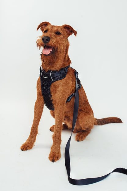 Black Out Blaze Lead | Durable and Stylish Dog Lead