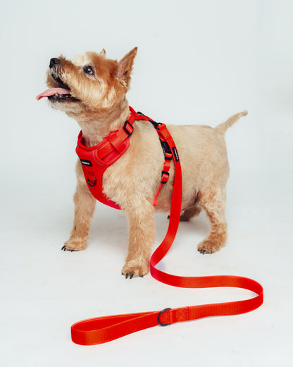 Firestorm Dog Lead | Durable and Trendy